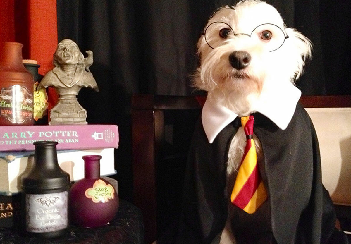 National Dress Up Your Pet Day - January 14, 2026 - National Today with regard to January 14 2026 National Day